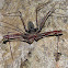 araña ciega de cueva - tailess whip scorpion