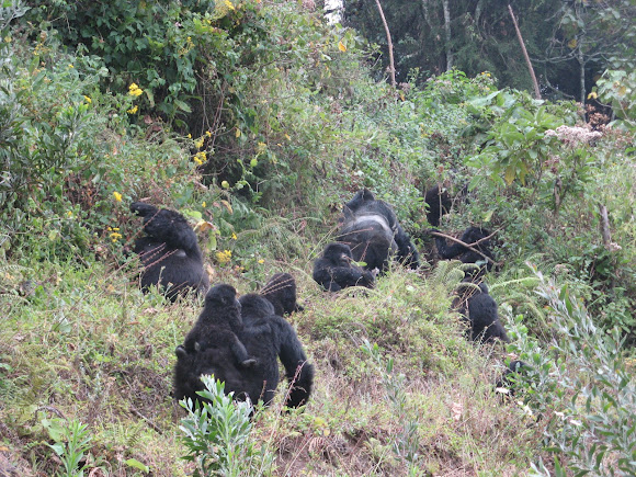 Spotting Image 1