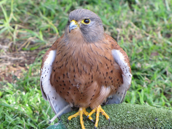 Spotting Image 1