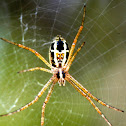 Writing Spider
