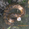 Cottonmouth