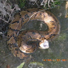 Cottonmouth