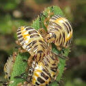 Stink bug Nymphs