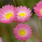 Pink everlasting, aka Four-o'clocks