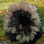 Feather star