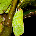 Planthopper