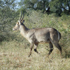 Waterbuck
