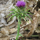 California thistle