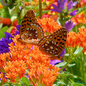 Aphrodite Fritillary