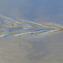 Florida Banded Water Snake