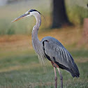 Great Blue Heron