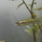 Green Swordtail