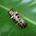 Golden Birdwing (dark larval form)
