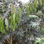 Eucalyptus