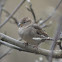 House Sparrow