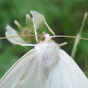 White Slant-Line