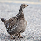 Dusky Grouse