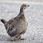 Dusky Grouse