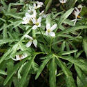 Cut-leaved Toothwort