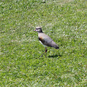 Quero quero, Southern Lapwing