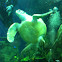 Green sea turtle