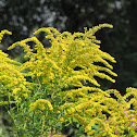 Goldenrod