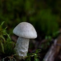 White Birch Bolete