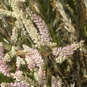Giant spiral lady's tresses