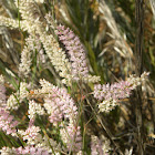 Giant spiral lady's tresses