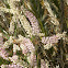 Giant spiral lady's tresses