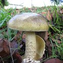 Death cap
