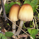 Mica Cap