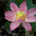 Lotus
