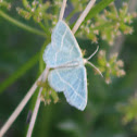 Wavy-lined Emerald moth