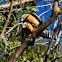 Red-shouldered Hawk