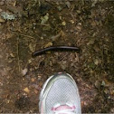 Millipede