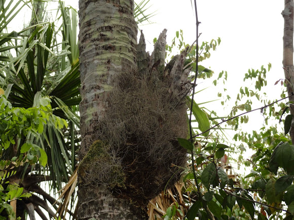 Spotting Image 1