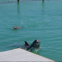Bottle nose dolphins