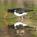 Pied Oystercatcher