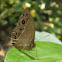 Bush Brown