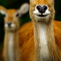 Key Deer