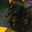 Rottweiler 