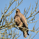 Bald Eagle (Immature)