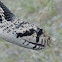 Gopher Snake