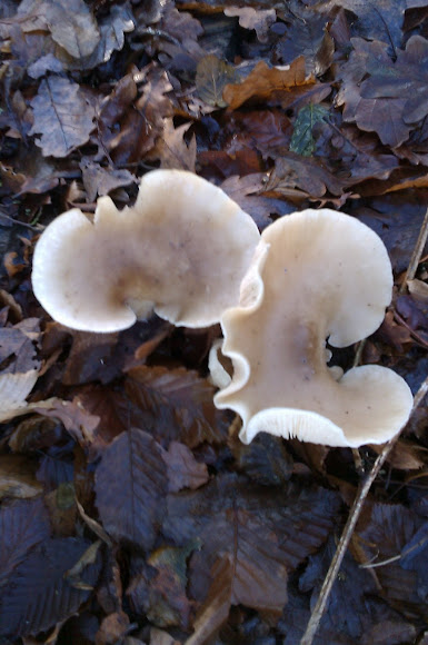 Spotting Image 1