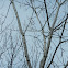 Paper Birch