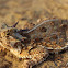 Texas Horned Lizard
