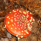Fly Agaric