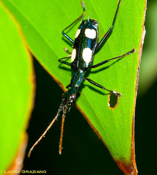 Spotting Image 1