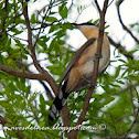 Cuclillo canela (Dark billed cuckoo) Coccyzus melacoryphus